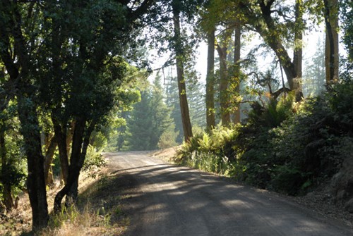 Vineyardroad1