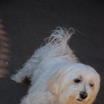 Little Miss Emmy