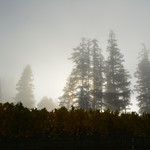DSC 0116